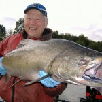 Cowlitz River King Salmon