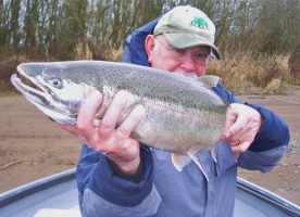 Chehalis River Winter Steelhead