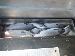 Box full of Chinnok Salmon